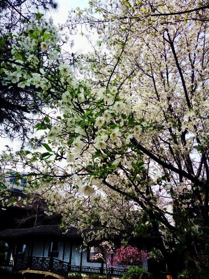 我在修真界当慵懒仙尊