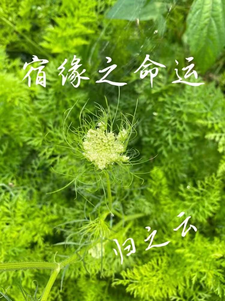她用鉴定来踩我女儿，没想到鉴定让她自己出了局